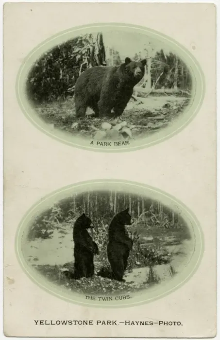 Framed Print : Yellowstone National Park, USA - A Park Bear and twin cubs Framed Print : Yellowstone National Park, USA - A Park Bear and twin cubs