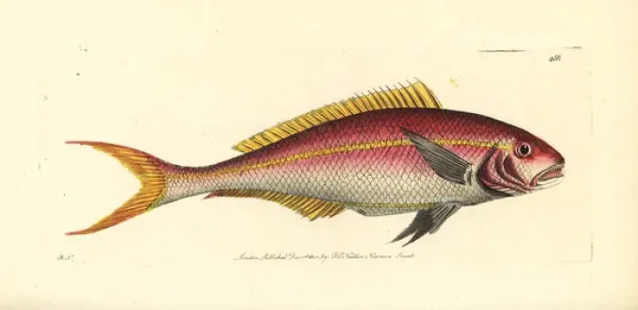 Framed Print : Yellowtail snapper, Ocyurus chrysurus Framed Print : Yellowtail snapper, Ocyurus chrysurus