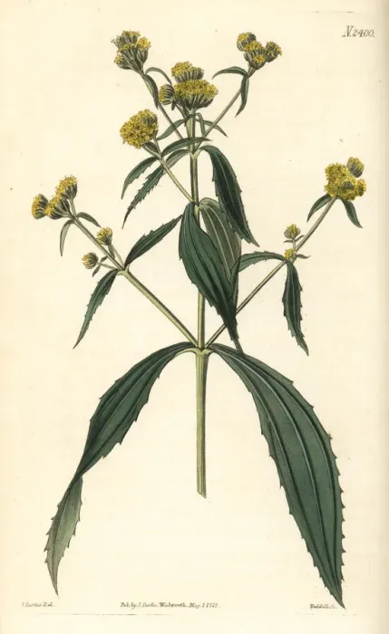 Framed Print : Yellowtops, Flaveria bidentis Framed Print : Yellowtops, Flaveria bidentis