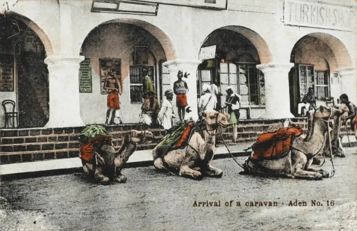 Framed Print : Yemen - Arrival of a camel caravan, Aden Framed Print : Yemen - Arrival of a camel caravan, Aden