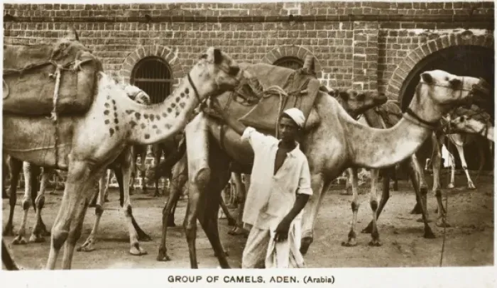 Framed Print : Yemen - Camel Caravan, Aden Framed Print : Yemen - Camel Caravan, Aden