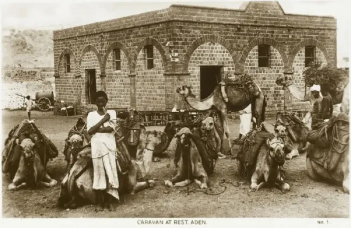 Framed Print : Yemen - Camel Caravan at Rest, Aden Framed Print : Yemen - Camel Caravan at Rest, Aden