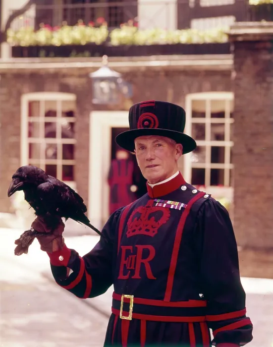 Framed Print : Yeoman Quartermaster with raven, Tower of London Date: circa 1960s Framed Print : Yeoman Quartermaster with raven, Tower of London Date: circa 1960s