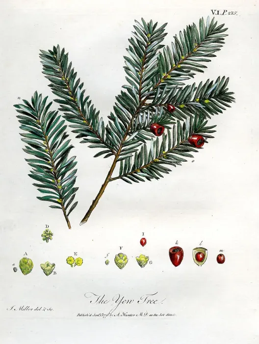 Framed Print : Yew Tree Framed Print : Yew Tree