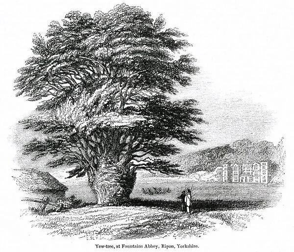 Yew tree, Fountains Abbey, Ripon, Yorkshire