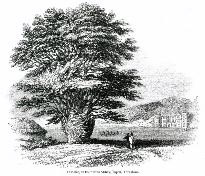 Framed Print : Yew tree, Fountains Abbey, Ripon, Yorkshire Framed Print : Yew tree, Fountains Abbey, Ripon, Yorkshire