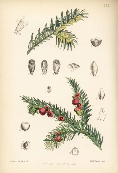 Framed Print : Yew tree, Taxus baccata