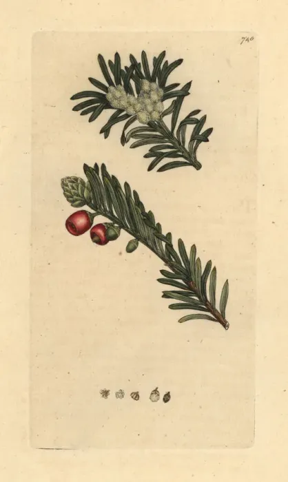 Framed Print : Yew tree, Taxus baccata Framed Print : Yew tree, Taxus baccata