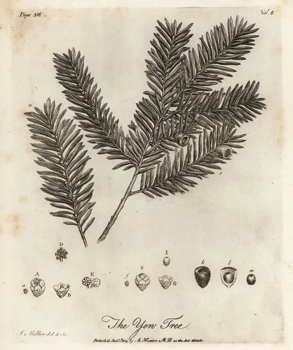 Framed Print : Yew tree, Taxus baccata Framed Print : Yew tree, Taxus baccata