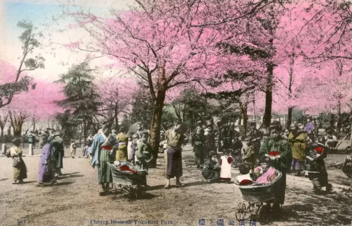 Framed Print : Yokohama, Japan - Cherry Blossom in the Park Framed Print : Yokohama, Japan - Cherry Blossom in the Park