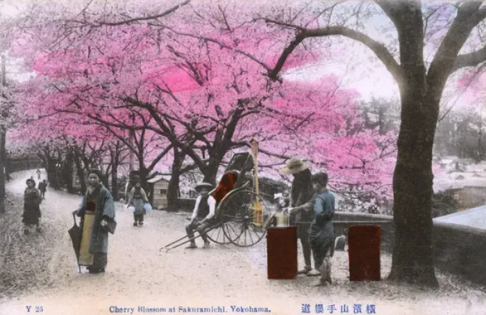 Framed Print : Yokohama, Japan - Cherry Blossom at Sakuramichi Framed Print : Yokohama, Japan - Cherry Blossom at Sakuramichi