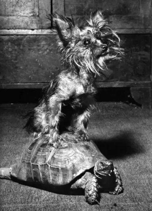 Framed Print : Yorkie and Tortoise Framed Print : Yorkie and Tortoise