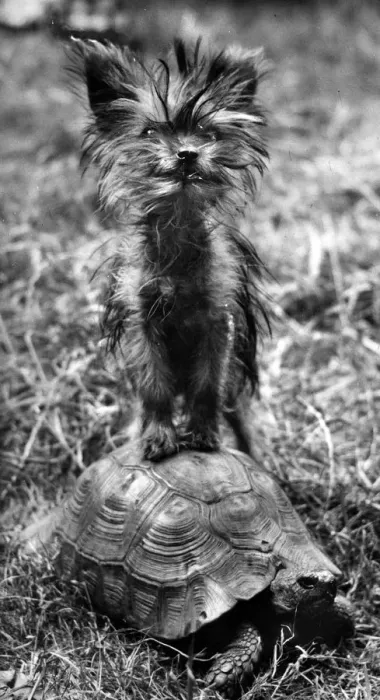 Framed Print : Yorkie and tortoise Framed Print : Yorkie and tortoise