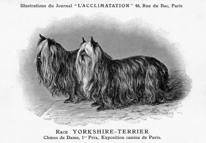 Framed Print : Yorkshire Terrier Framed Print : Yorkshire Terrier