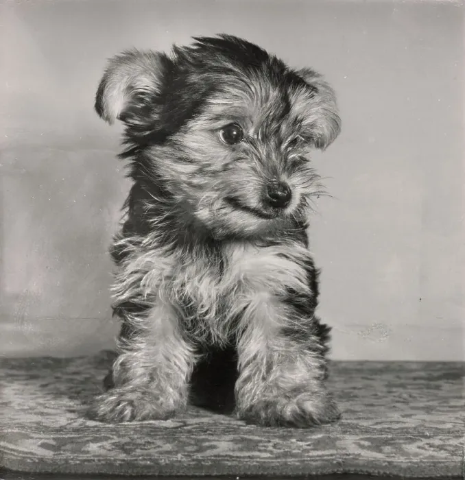 Framed Print : Yorkshire Terrier Framed Print : Yorkshire Terrier