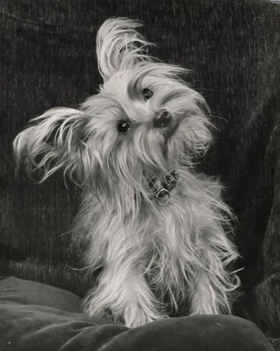 Framed Print : Yorkshire Terrier Framed Print : Yorkshire Terrier