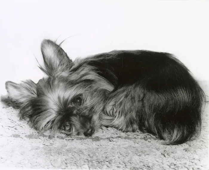 Framed Print : Yorkshire Terrier Framed Print : Yorkshire Terrier
