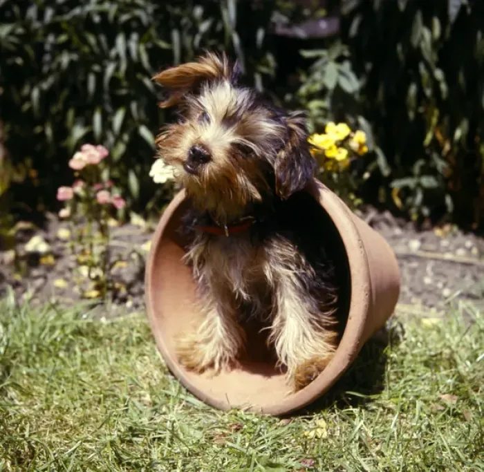 Framed Print : Yorkshire terrier in a plantpot in a garden Framed Print : Yorkshire terrier in a plantpot in a garden