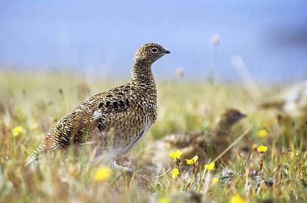 Young Alpine Ptarmigan on guard while others in a flock feed