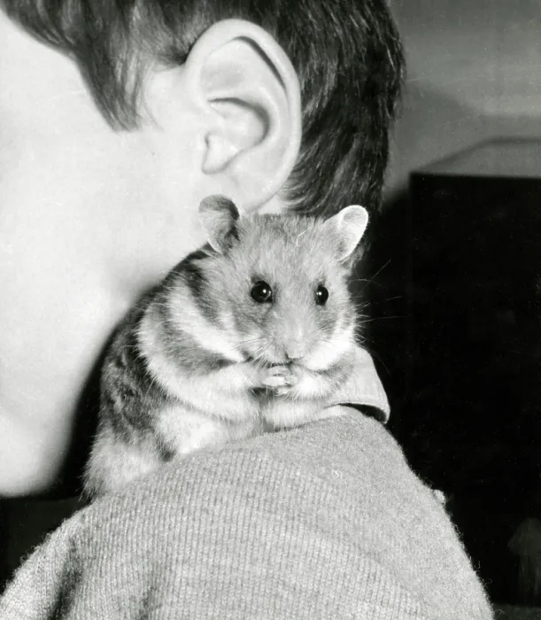 Framed Print : A young boy with his cute pet hamster on his shoulder Framed Print : A young boy with his cute pet hamster on his shoulder