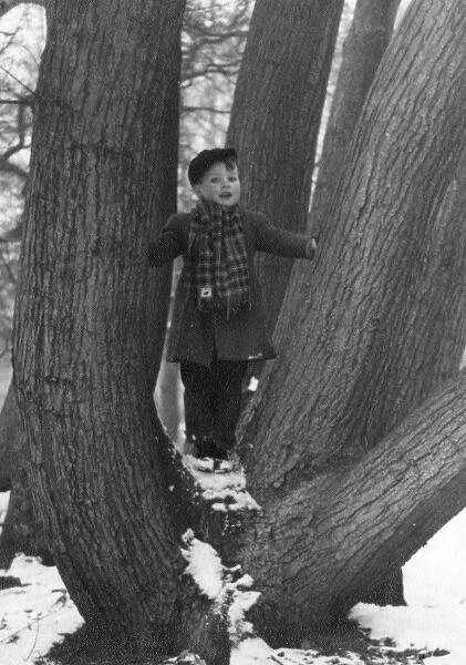 Young boy standing amid the divergent trunks of a oak tree