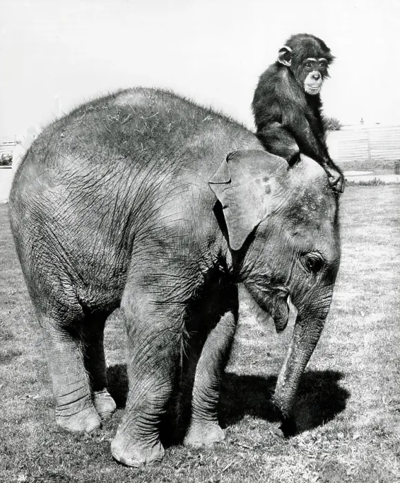 Framed Print : A young Circus elephant with a chimpnazee along for the ride Framed Print : A young Circus elephant with a chimpnazee along for the ride