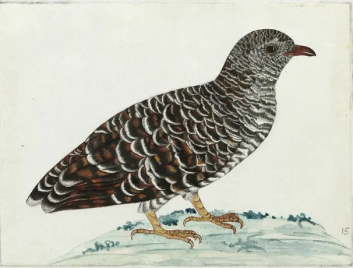 Framed Print : Young Cuckoo sp. Cuculidae Family Framed Print : Young Cuckoo sp. Cuculidae Family