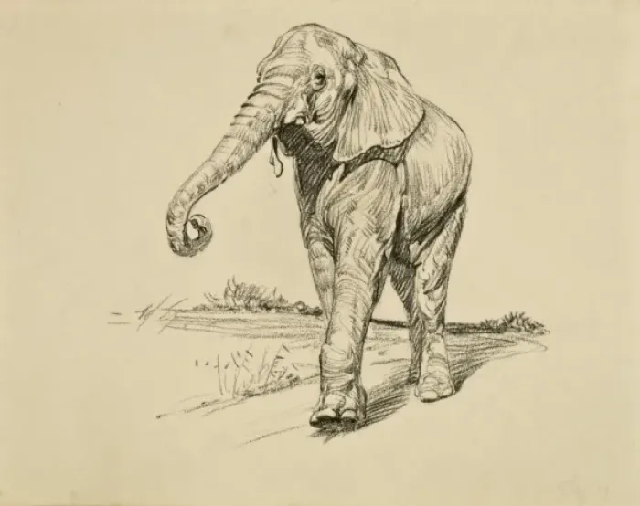 Framed Print : Young Elephant Framed Print : Young Elephant