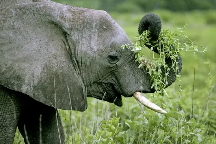 Framed Print : Young Elephant - Playing with food Framed Print : Young Elephant - Playing with food