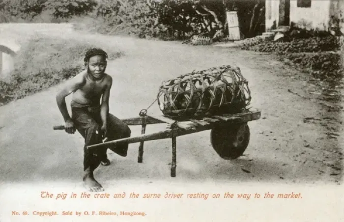 Framed Print : A young Farmers boy taking a pig to market Framed Print : A young Farmers boy taking a pig to market
