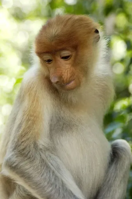 Framed Print : Young female Proboscis monkey (called Adi by sanctuary Framed Print : Young female Proboscis monkey (called Adi by sanctuary