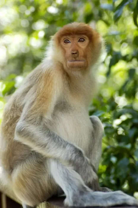 Framed Print : Young female Proboscis monkey, wild but relatively Framed Print : Young female Proboscis monkey, wild but relatively