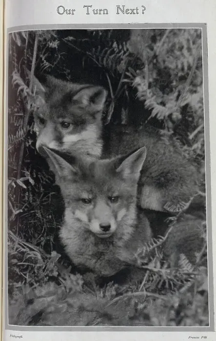 Framed Print : Young foxes, hunting season Date: 1910 Framed Print : Young foxes, hunting season Date: 1910