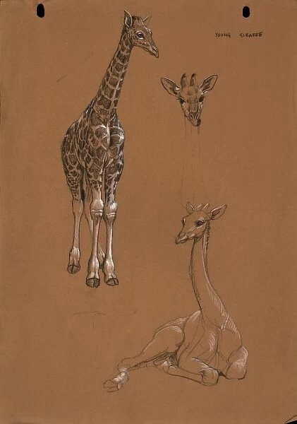 Young Giraffes