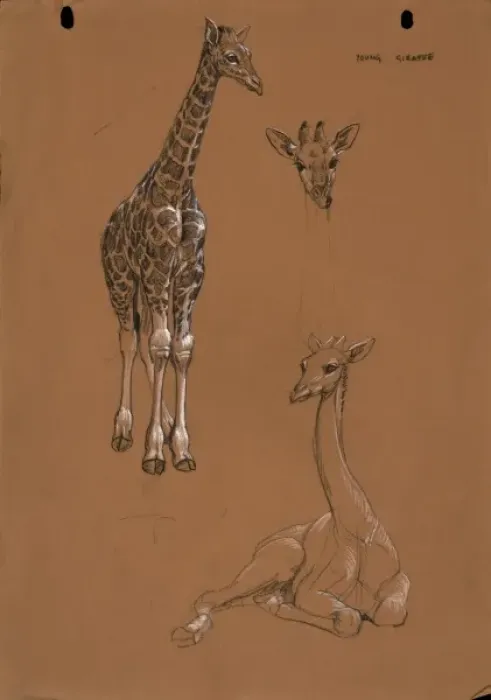 Framed Print : Young Giraffes Framed Print : Young Giraffes
