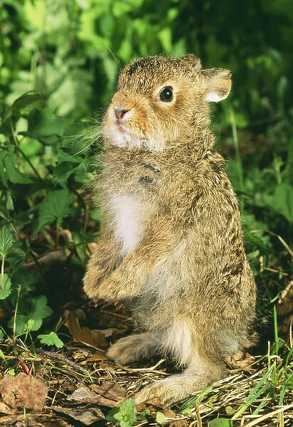Young Hare  /  Leveret - stands on hind legs