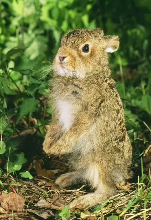 Framed Print : Young Hare / Leveret - stands on hind legs Framed Print : Young Hare / Leveret - stands on hind legs