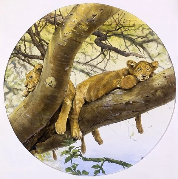 Young lion cubs asleep in a tree
