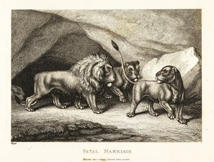 Framed Print : A young lioness crushing a mouse under its paw Framed Print : A young lioness crushing a mouse under its paw