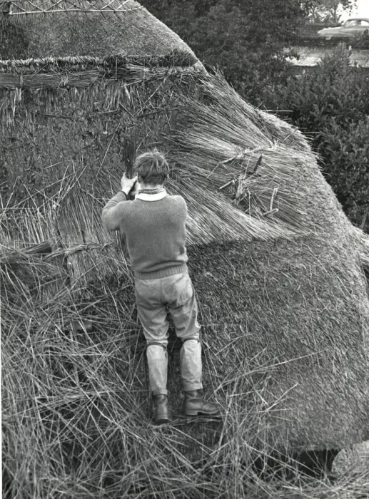Framed Print : Young man thatching a roof, Lamorna Cove, Cornwall Framed Print : Young man thatching a roof, Lamorna Cove, Cornwall