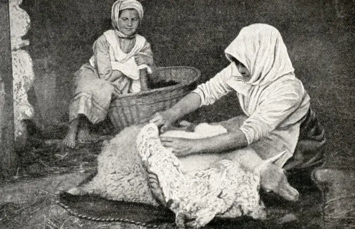 Framed Print : Young peasant woman shearing a sheep, Republic of Estonia Framed Print : Young peasant woman shearing a sheep, Republic of Estonia