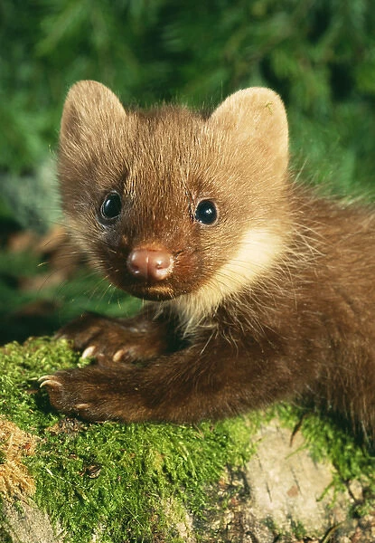 Young Pine Marten - close-up on forest floor