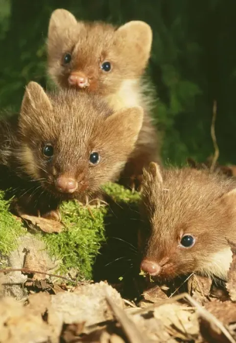 Framed Print : Young Pine Martens - three play on forest floor Framed Print : Young Pine Martens - three play on forest floor