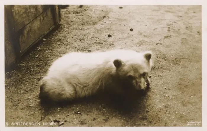 Framed Print : Young Polar Bear - Spitzbergen, Norway Framed Print : Young Polar Bear - Spitzbergen, Norway