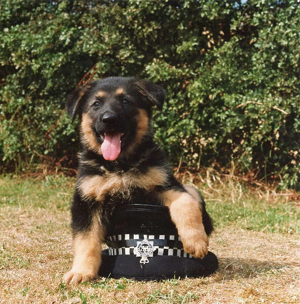 A young Police Dog