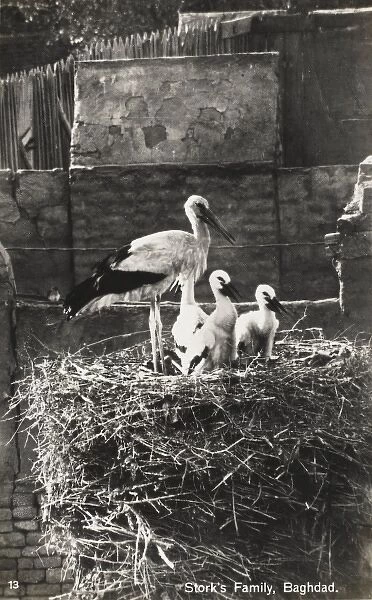 Young storks and parent - Baghdad, Iraq