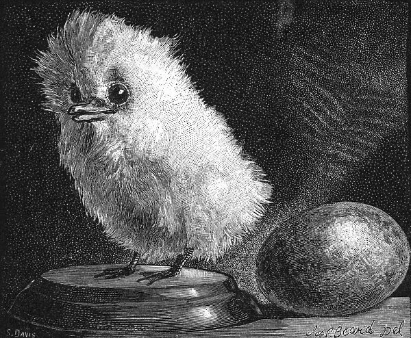 Young Tropic Bird, 1882