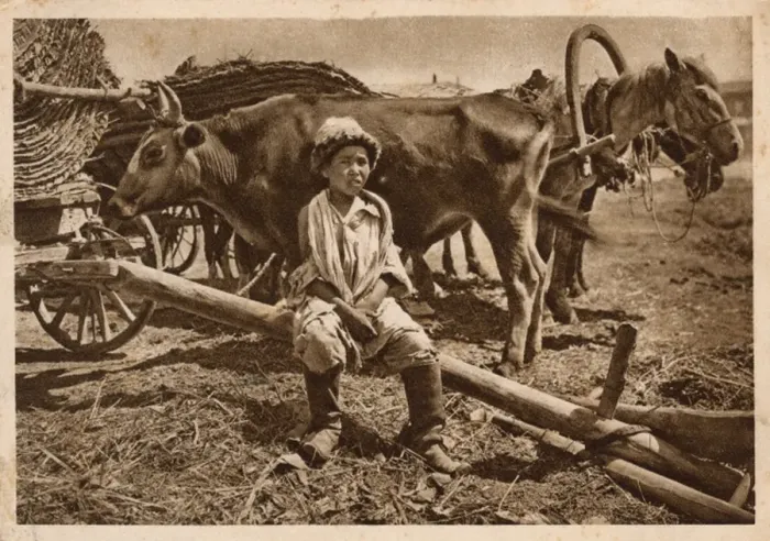 Framed Print : Young Uzbek famers son with wagons, ox and horses Framed Print : Young Uzbek famers son with wagons, ox and horses