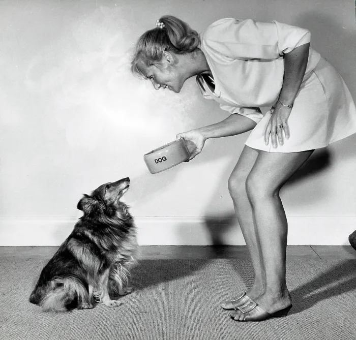 Framed Print : Young woman delivering food to her pet rough collie Framed Print : Young woman delivering food to her pet rough collie