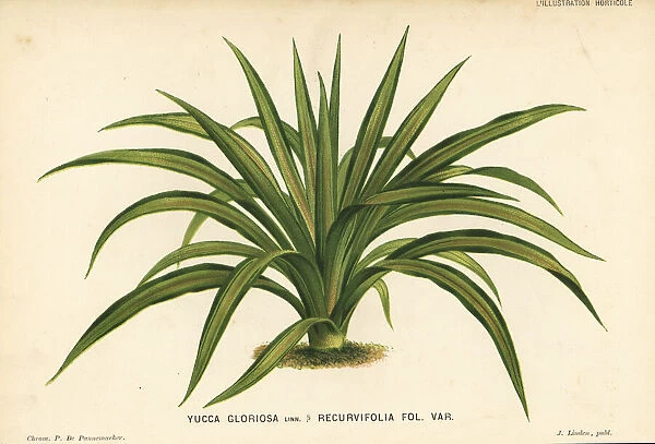 Yucca gloriosa foliage plant